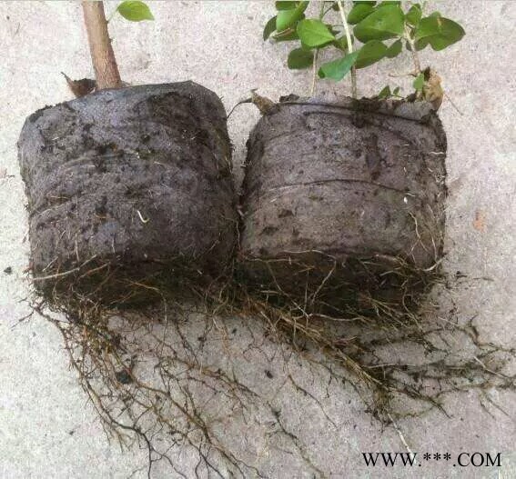 晓晓育苗器材厂无纺布育苗袋 育苗袋 无纺布育苗袋批发 无纺布育苗袋价格图3