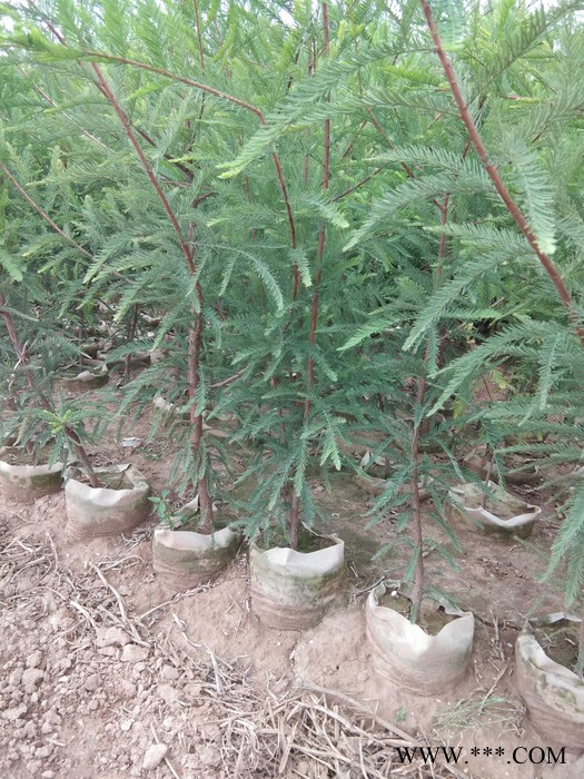 晓晓育苗器材厂无纺布育苗袋 育苗袋 无纺布育苗袋批发 无纺布育苗袋价格图8