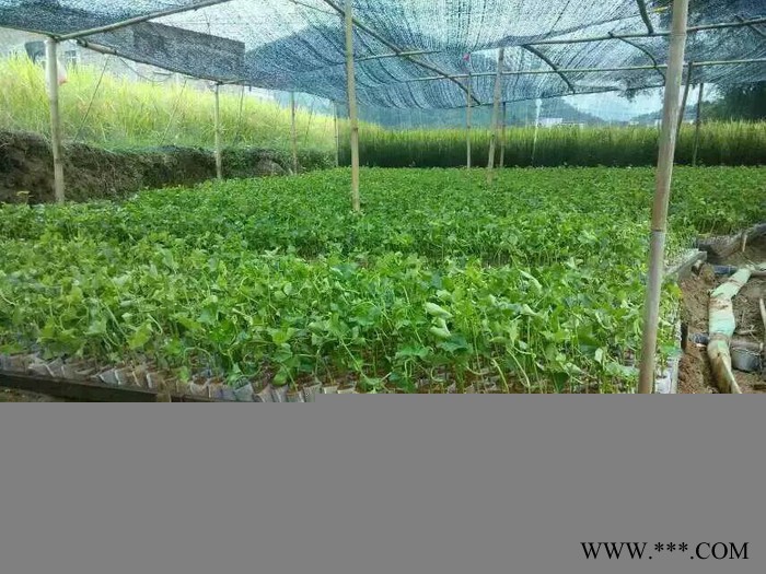 晓晓育苗器材厂无纺布育苗袋 育苗袋 无纺布育苗袋批发 无纺布育苗袋价格图7