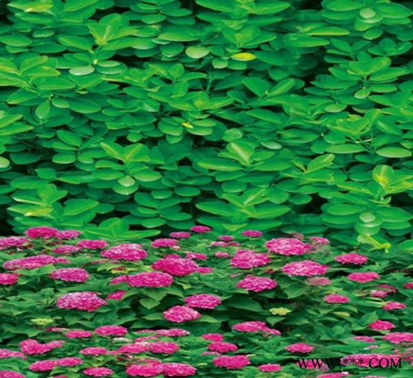 防寒布厂家 1 米印花防寒布 绿化无纺布 玉垒树木保温包树布有限公司图4