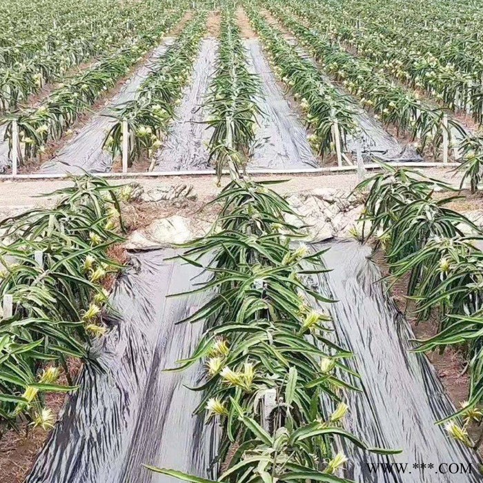 防草布除草布耐用防水地布果园果树农用大棚无纺布遮草盖草地布垫图5