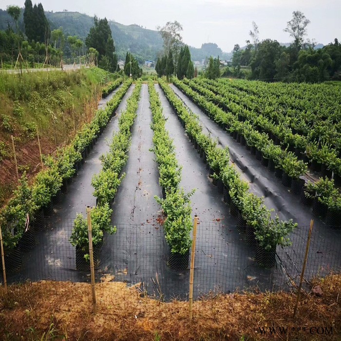 防草布除草布耐用防水地布果园果树农用大棚无纺布遮草盖草地布垫图6