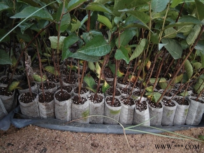 晓晓育苗 轻基质容器厂家供应无纺布育苗袋美植袋包树布种植袋规格全质量好图7