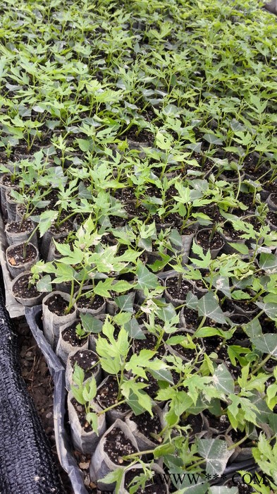 晓晓育苗 轻基质容器厂家供应无纺布育苗袋美植袋包树布种植袋规格全质量好图8
