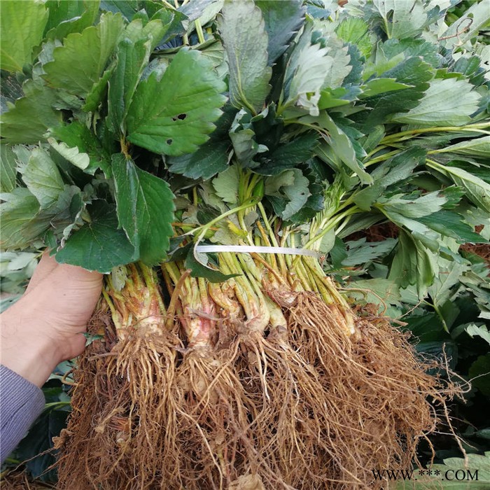 供应无纺布壁挂美植袋毛毡育苗袋收纳袋 悬挂式草莓种植袋图4