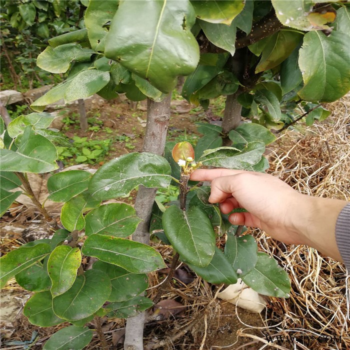 供应无纺布壁挂美植袋毛毡育苗袋收纳袋 悬挂式草莓种植袋图5