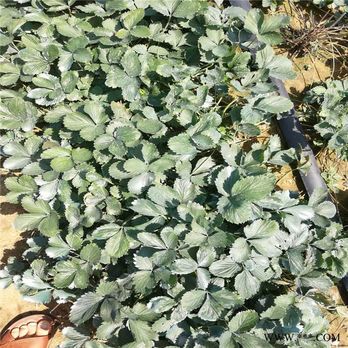 供应无纺布壁挂美植袋毛毡育苗袋收纳袋 悬挂式草莓种植袋图7