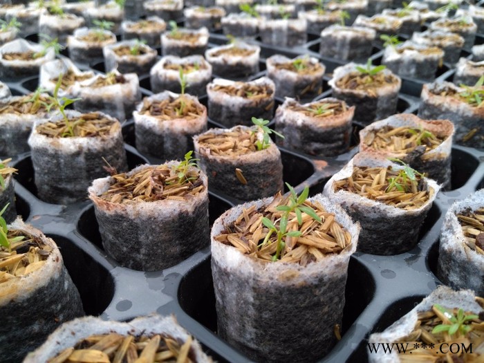 恩茁科技无纺布 轻基质网袋容器专用无纺布图3