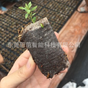 苗木