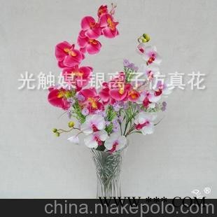 蝴蝶兰混色套装 光触媒花