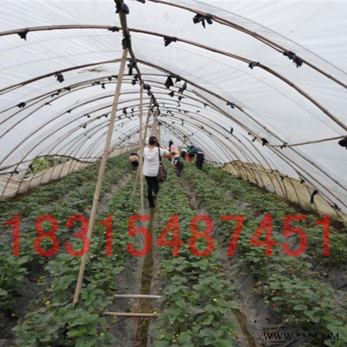 现货全自动手动新款樱桃图案晴雨伞遮阳太阳伞批发加印logo广告伞图3