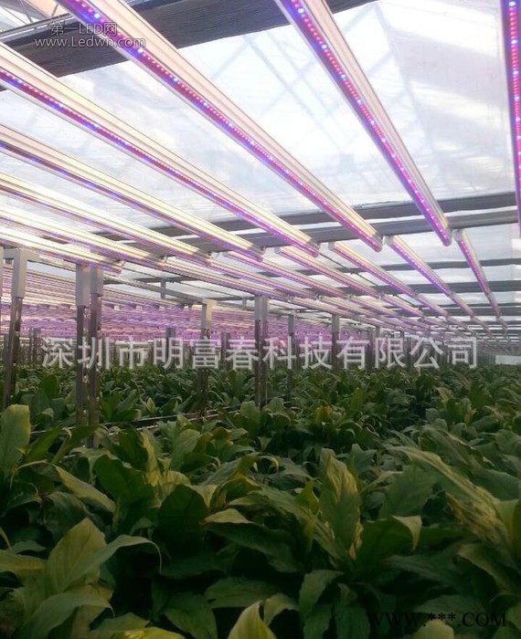 led植物灯管 植物补光灯 专用育苗灯管 植物生长LED灯管图2
