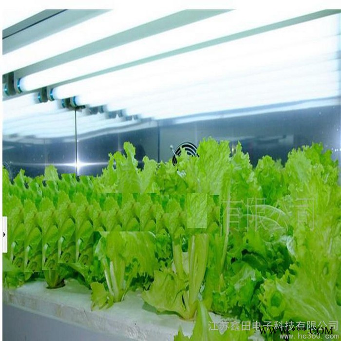 供应鑫田T5T8植物灯 植物灯管图1