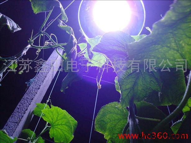 供应鑫田T5T8植物灯 植物灯管图3