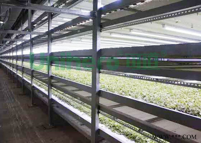 unihero/可道 UH-T8DG T8植物生长灯管 组培专用光照/LED茶叶萎凋专用灯管图1