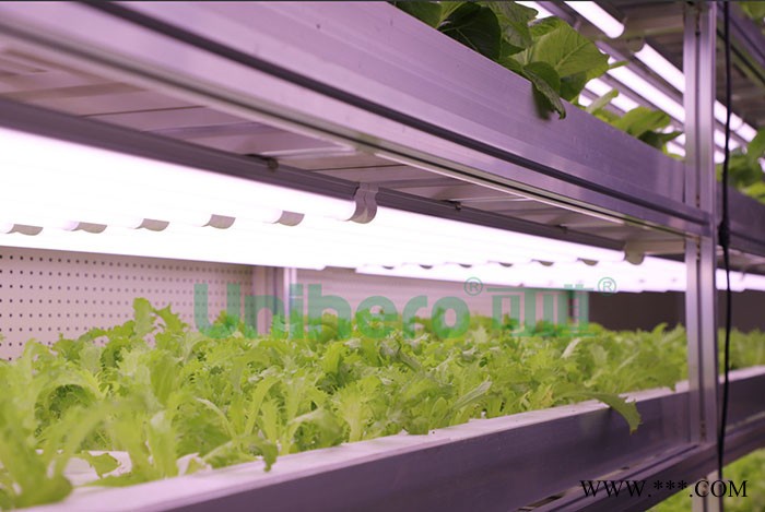 unihero/可道 UH-T8DG T8植物生长灯管 组培专用光照/LED茶叶萎凋专用灯管图3