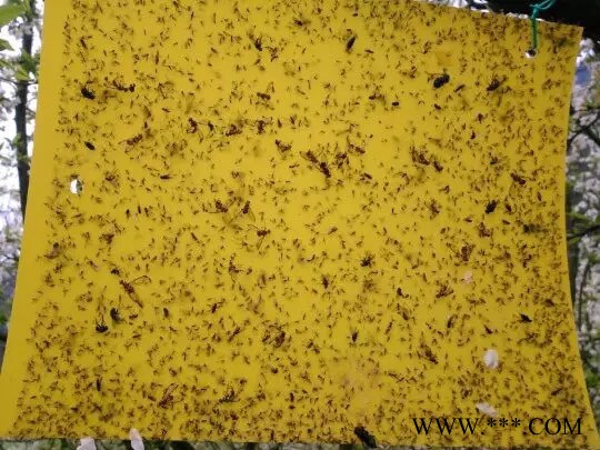 上海彦晨灭蚊灯管_粘虫带_粘虫板_粘虫纸图4