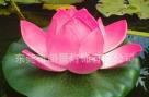 **七彩浮水**笼 led莲花灯 景观灯 直销eva**图2