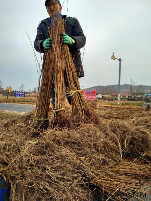 铁路紫穗槐工程灯塔 紫穗槐