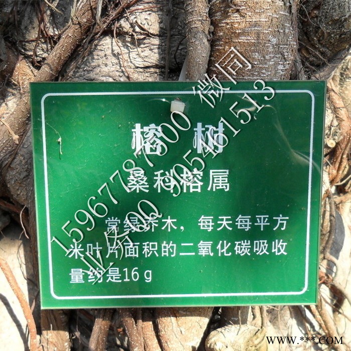 优耐标牌yn-sp树牌 古树名木保护牌 绿化园林树木挂牌 户外植物介绍标牌图2