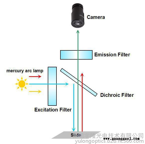 GFP荧光团 **Olympus显微镜 荧光滤镜 高性噪比 深背景 低串音图2