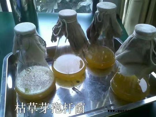 微生态制剂枯草芽孢杆菌的制作方法