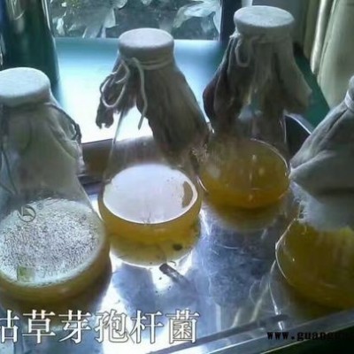 微生态制剂枯草芽孢杆菌的制作方法