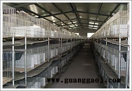 水泥兔笼制作图片 鸡和兔同笼 水泥兔笼制作视频 水泥兔笼制作图纸