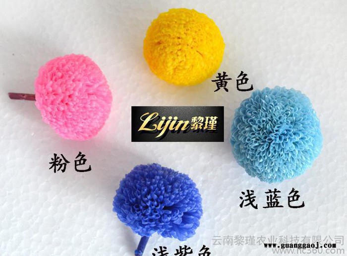 出口级永生花花材 保鲜花乒乓菊 **创意礼品DIY配花配材图2