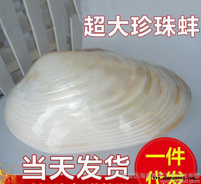 天然贝壳田园风格摆件 河蚌创意礼品 大珍珠贝壳收藏 低价图2