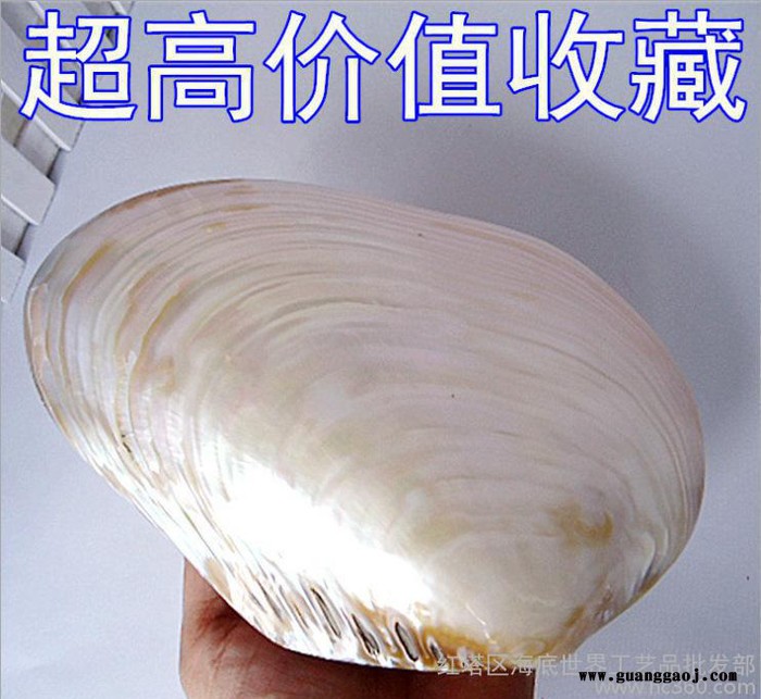 天然贝壳田园风格摆件 河蚌创意礼品 大珍珠贝壳收藏 低价