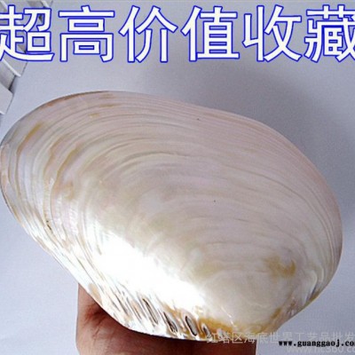 天然贝壳田园风格摆件 河蚌创意礼品 大珍珠贝壳收藏 低价