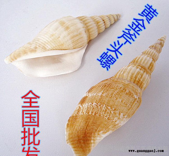 天然海螺贝壳田园风格摆件创意礼品小斧头热卖货源 全国低价