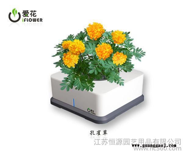 孔雀草智能盆栽花盆 创意礼品家居装饰办公装饰  创意礼品图3