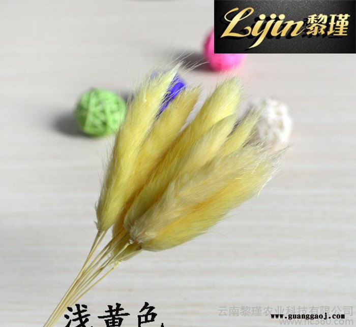 日本进口永生花花材兔尾草保鲜花配圣诞礼物花创意礼品 多色可选图3