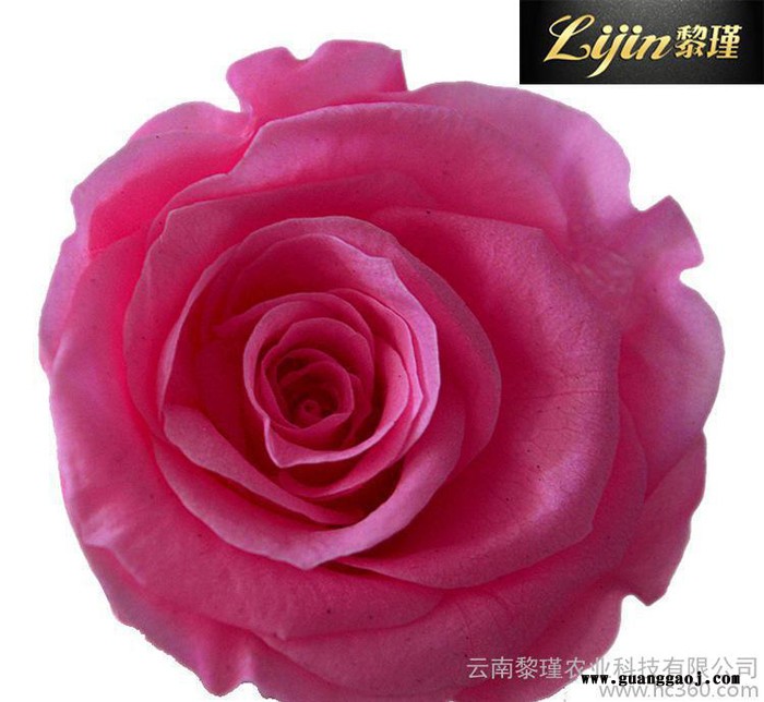 进口永生花 **玫瑰花礼盒必备花材 情人节礼物 创意礼品