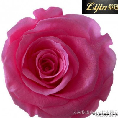 进口永生花 **玫瑰花礼盒必备花材 情人节礼物 创意礼品