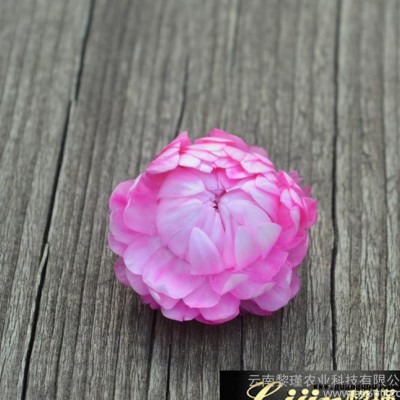 **保鲜花配花 永生花创意礼品 情人节圣诞礼盒材料 小莲花