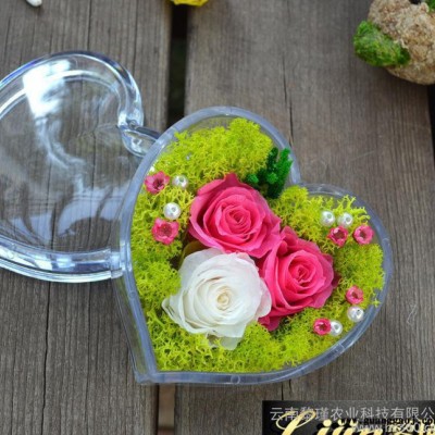 创意礼品保鲜永生花工艺品 教师节情人节圣诞节生日礼物 三花心