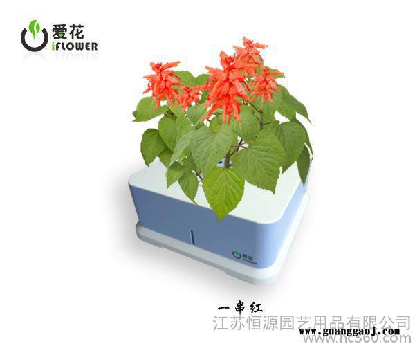 一串红 智能盆栽 创意礼品  办公装饰 创意家居 盆栽批发图2