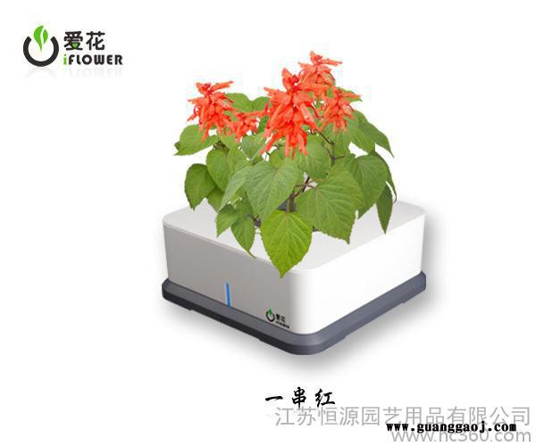 一串红 智能盆栽 创意礼品  办公装饰 创意家居 盆栽批发图3