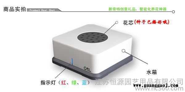 ** 室内盆栽，创意商务礼品，洋凤仙盆栽盆景批发 室内花卉图2