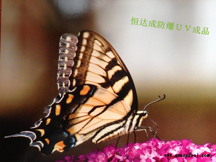 深圳厂家供应UV面油，UV底油，UV哑油，防爆UV面油，免打底UV面油