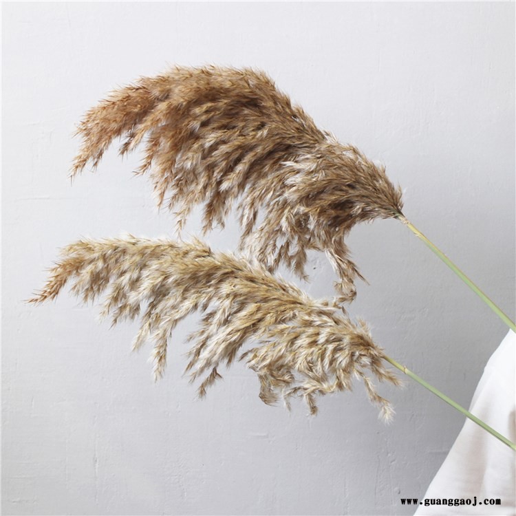 小芦苇干花乡村水生芦苇花花束婚庆舞台简约家居文艺摆件拍照道具芦苇干花批发图2