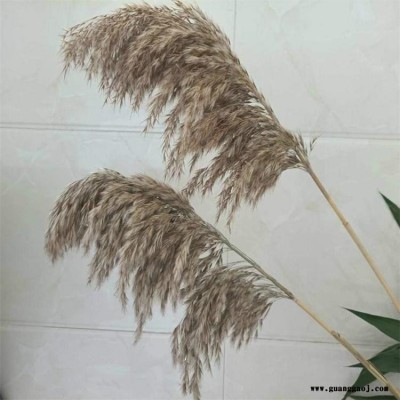 小芦苇干花乡村水生芦苇花花束婚庆舞台简约家居文艺摆件拍照道具芦苇干花批发