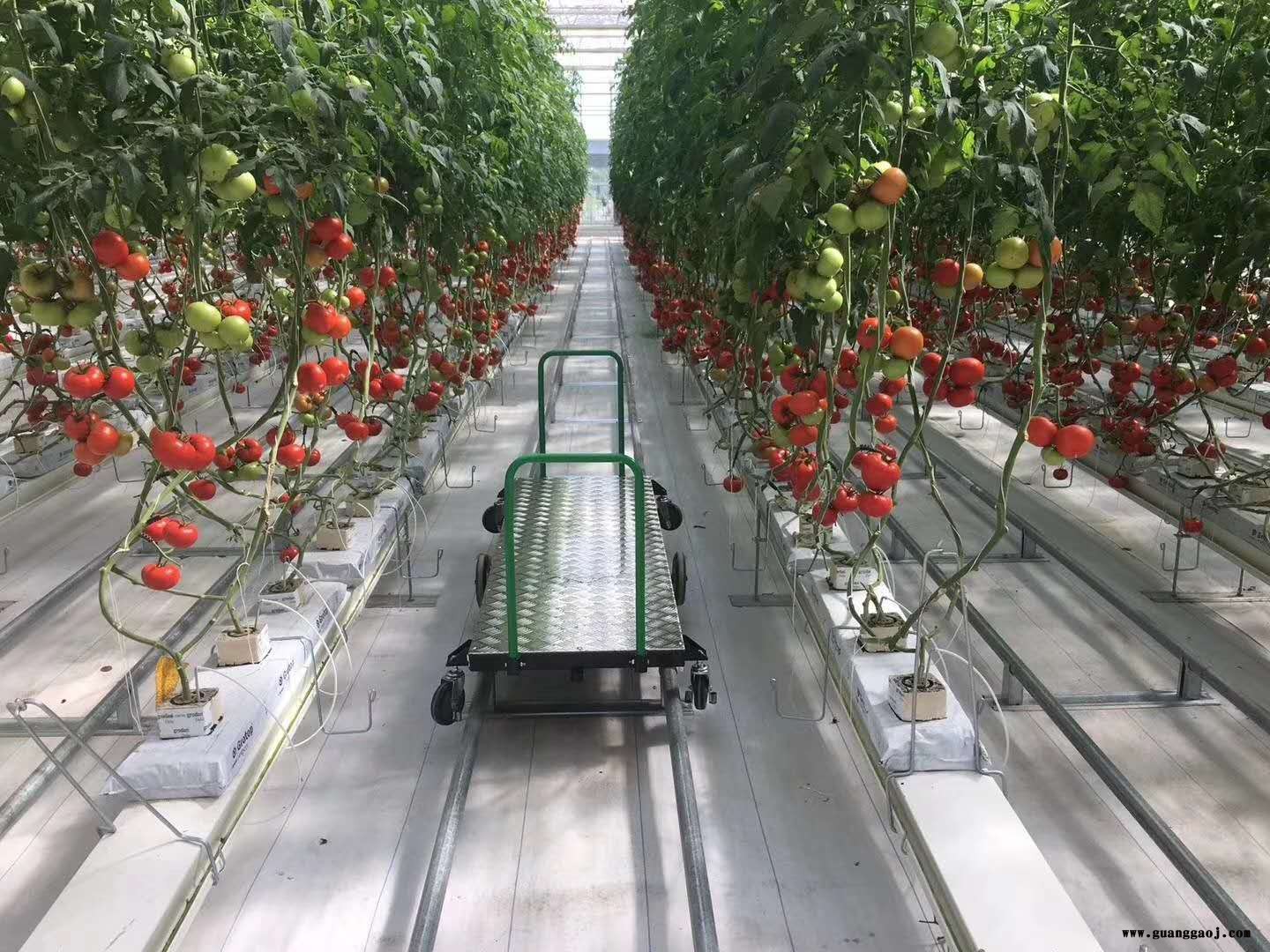 鑫泽桁架屋面结构温室 温室大棚无土水栽培基质栽培 玻璃温室玻璃大棚建造 透光率高整体美丽图6