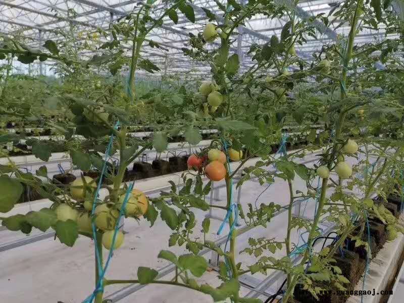 鑫泽桁架屋面结构温室 温室大棚无土水栽培基质栽培 玻璃温室玻璃大棚建造 透光率高整体美丽图3