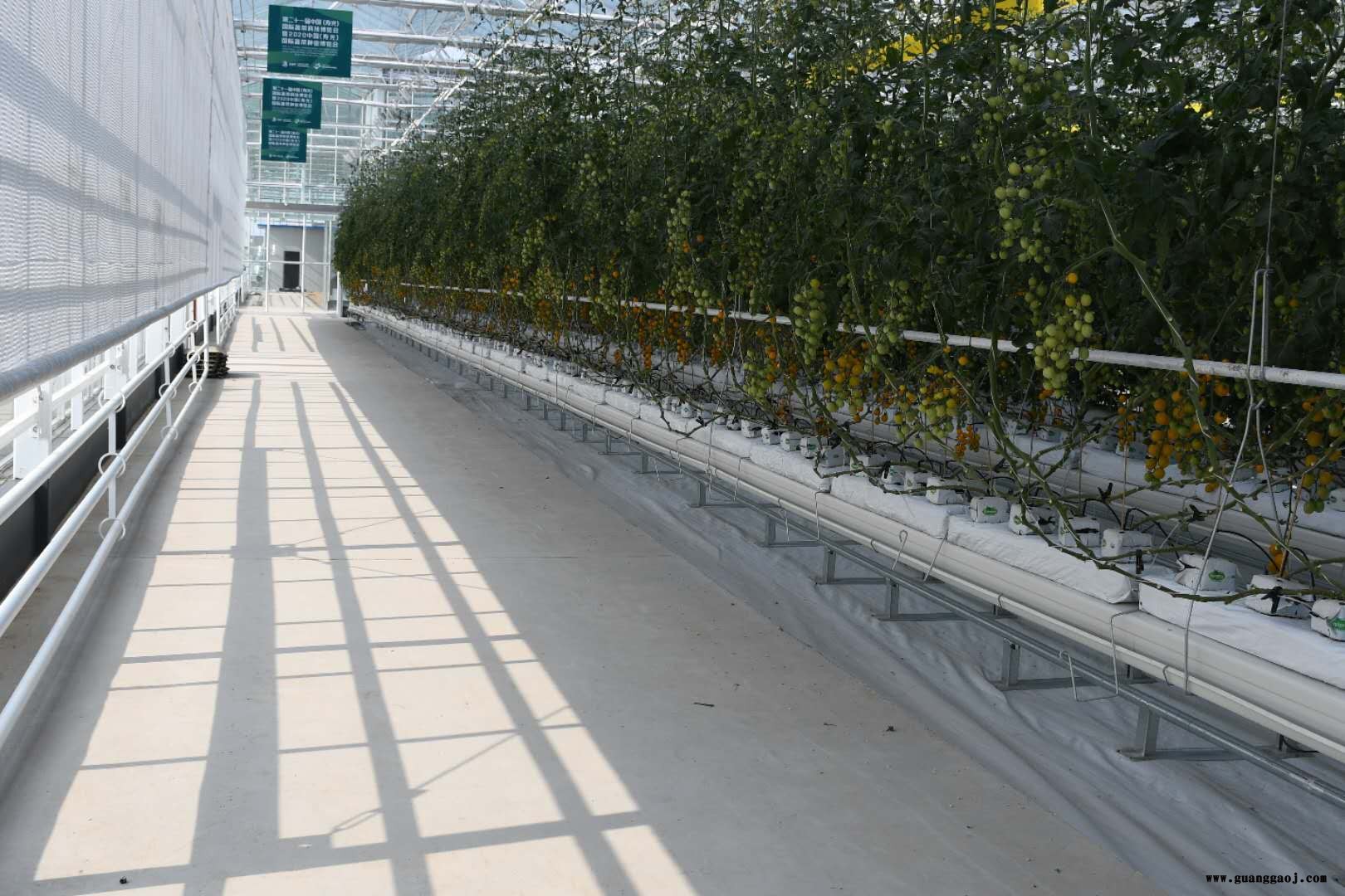 鑫泽桁架屋面结构温室 温室大棚无土水栽培基质栽培 玻璃温室玻璃大棚建造 透光率高整体美丽图5