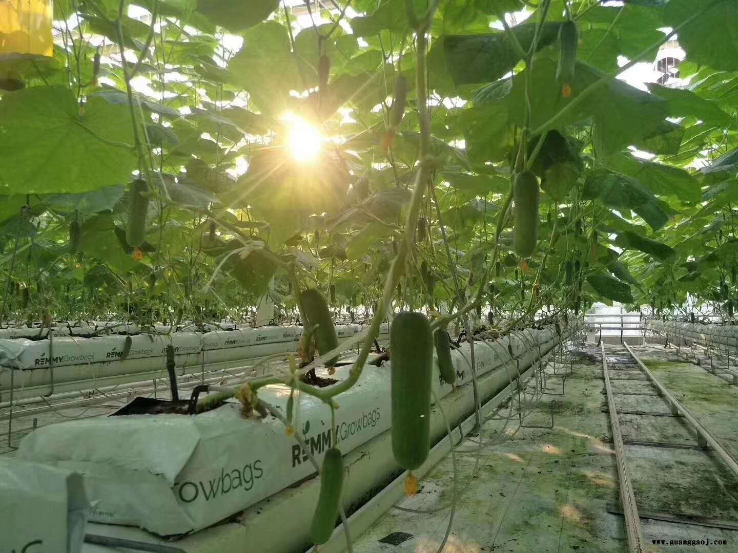 鑫泽桁架屋面结构温室 温室大棚无土水栽培基质栽培 玻璃温室玻璃大棚建造 透光率高整体美丽图2
