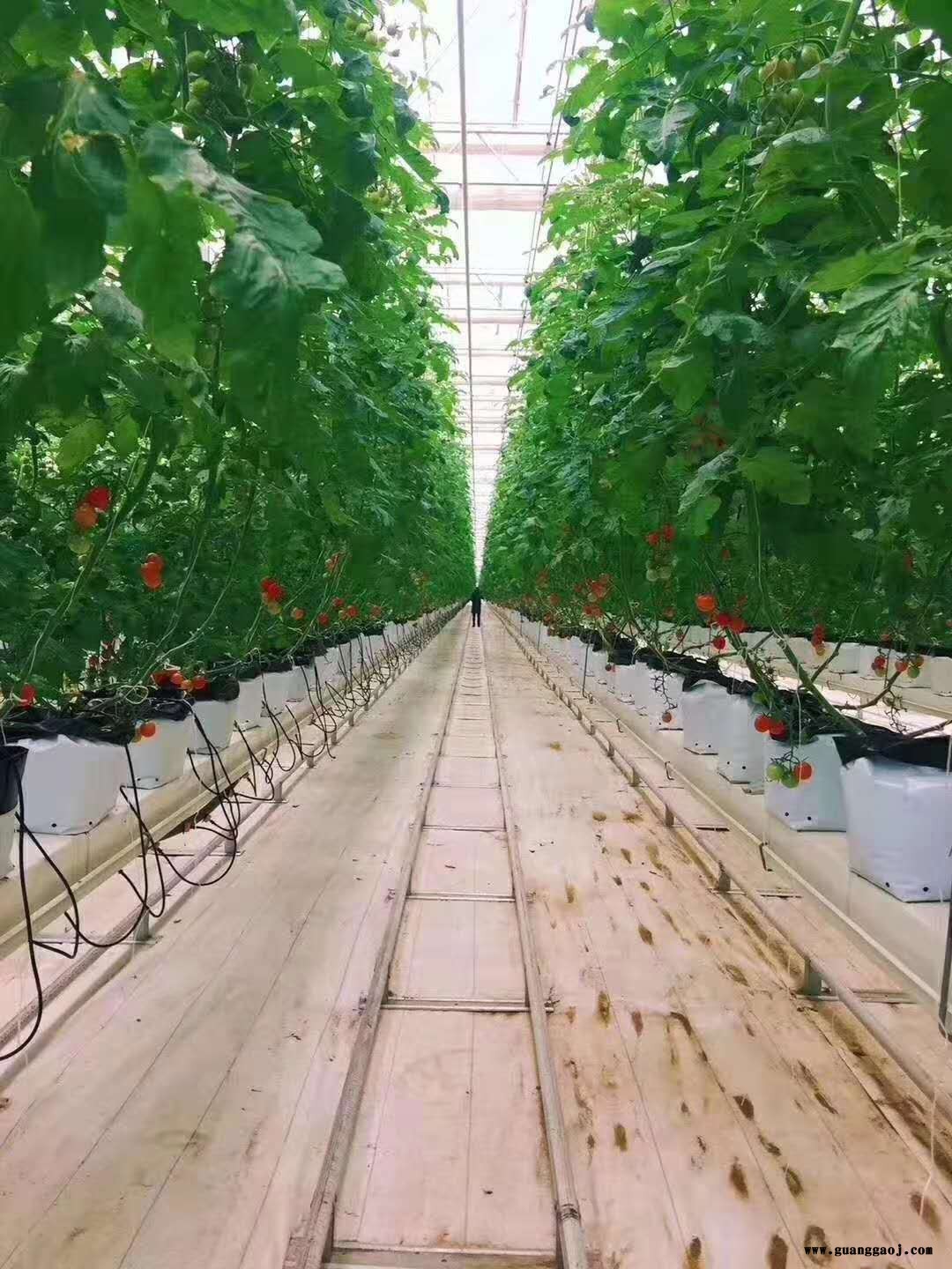 鑫泽桁架屋面结构温室 温室大棚无土水栽培基质栽培 玻璃温室玻璃大棚建造 透光率高整体美丽图10